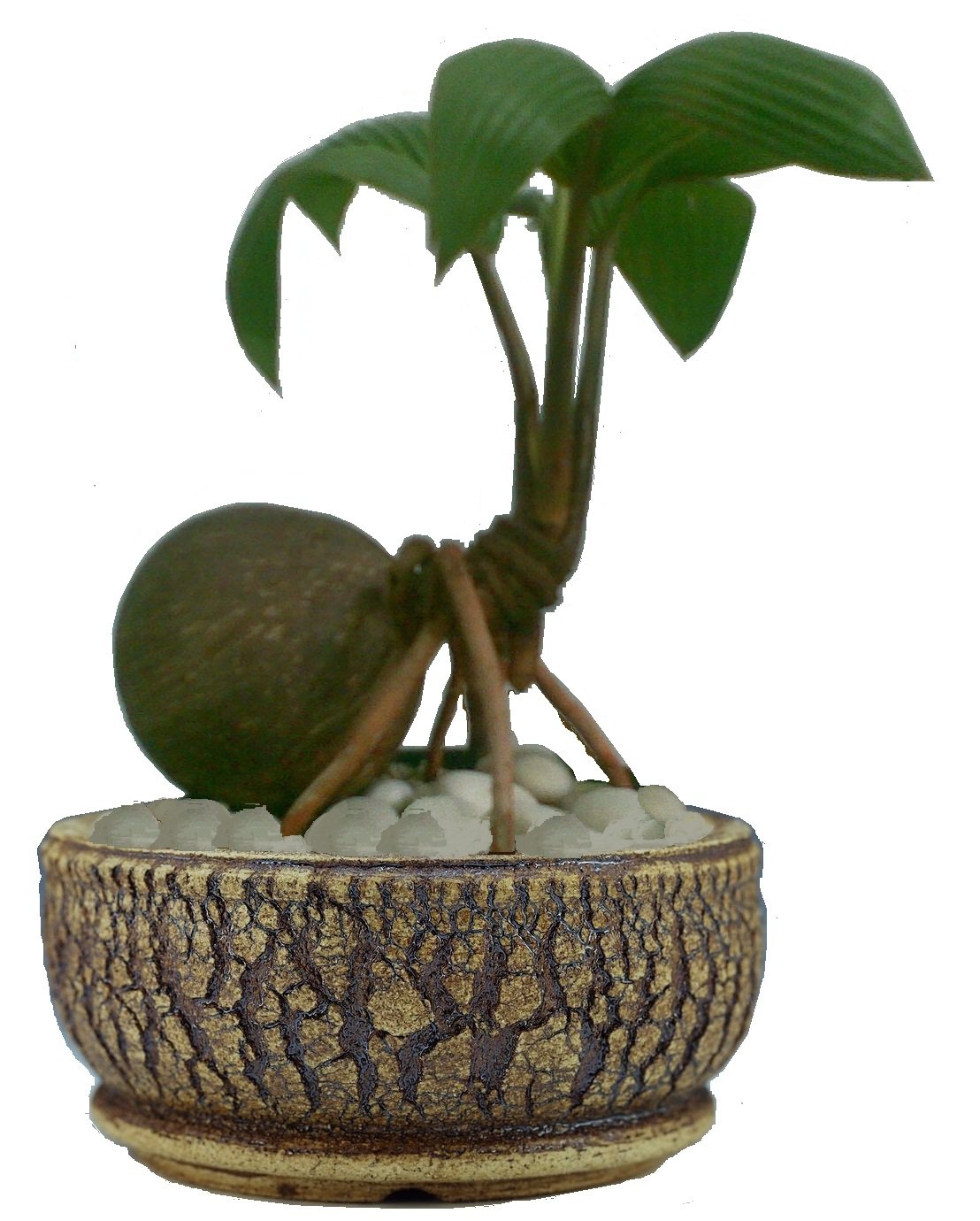 Bonsai Coconuts!!!! DISCUSSING PALM TREES WORLDWIDE PalmTalk